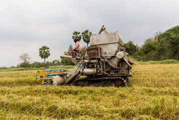 Combine Harvester in rice field