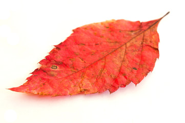feuille rouge à l'automne sur fond blanc