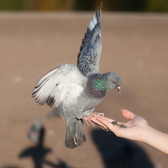 Pigeon eating seeds