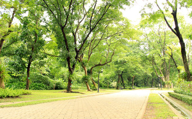 Stone Pathway in the Green Park