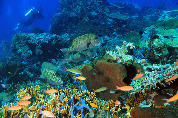 Fototapeta na wymiar Harlequin Sweetlips (Plectorhinchus Chaetodonoides) on a Colorful Coral Reef. Komodo, Indonesia