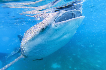 Naklejka premium Whale shark in the Philippines, Oslob