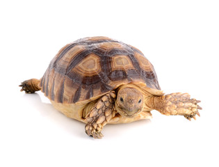 turtle on white background