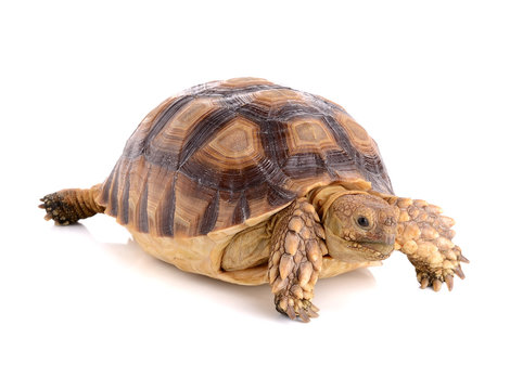 turtle on white background