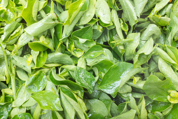 Sauropus androgynus.