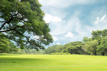 Fototapeta premium Big trees in the garden