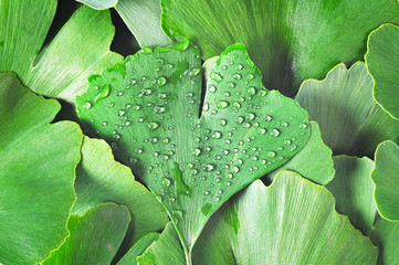 Dewy Ginkgo Biloba leaf part of other ginkgo leaves