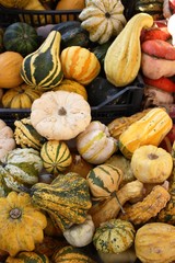 decorative pumpkins in fall