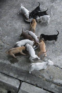 street young dogs / puppys Food figh tabandoned so sad feel