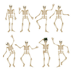 Human skeleton set