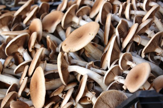 Mushrooms "Piopparelli " Italy
