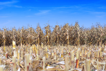 field of ripe corn before harvest © mimacz