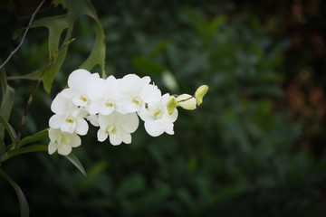 white orchid in park with vignetting