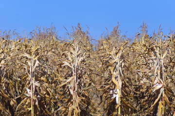 field of ripe corn before harvest