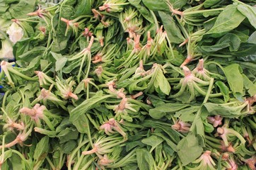 Obraz premium Spinach green fresh healthy on the table a large harvest summer