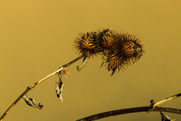 Obraz premium Thistles (Cirsium - Kratzdisteln)