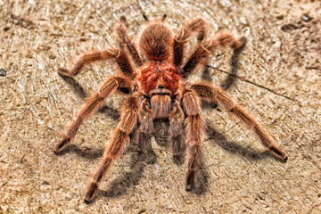 Chilean Rose Tarantula - Photographed from above to show eyes and head detail on the cross section of a log