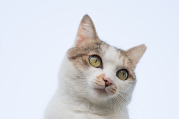 アップののらねこ