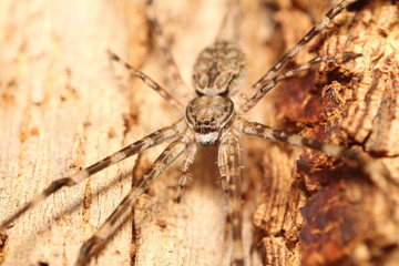 Spider long leg