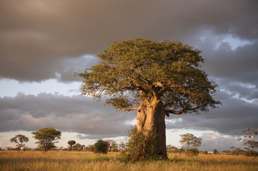  Baobab