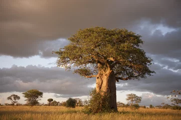 Rolgordijnen Baobab Baobab