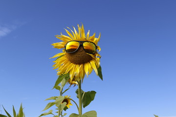 lustige Sonnenblume mit Sonnenbrille