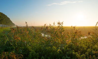 Canal through a hazy landscape at sunrise
