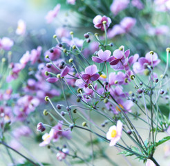 Japanese Anemone (windflower)
