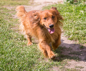 Running Dachshund dog