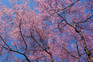 Cherry blossom tree with leafless branches