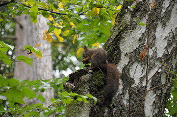squirrel on a tree