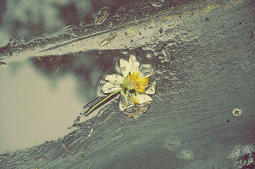 trampled flower