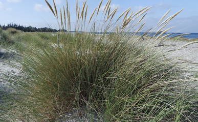 sand dunes in autumn