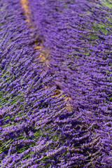 Lavender field