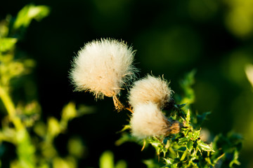 Thistles (Cirsium - Kratzdisteln)