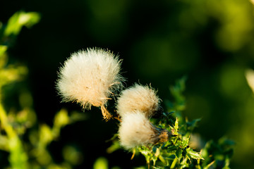 Thistles (Cirsium - Kratzdisteln)