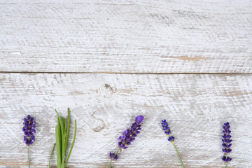 Purple blue Lavender flowers on a old white wooden shelves background with empty copy space