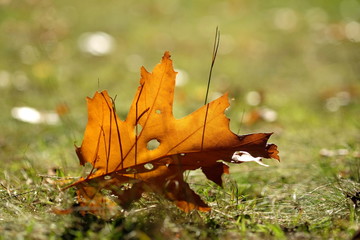 Herbstblatt auf Wiese im Gegenlicht