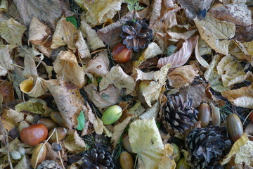 Baumfrüchte Naturalien zwischen Herbstlaub