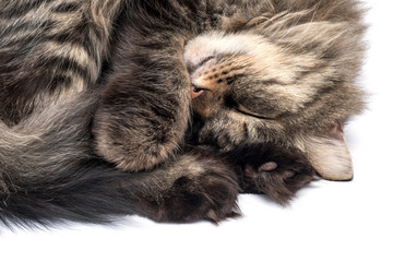 A Sleeping Cat Isolated on a White Background