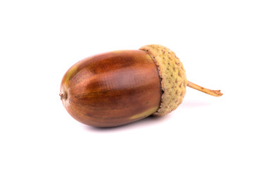 Big autumn acorn isolated on white background