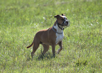 Fototapeta premium Dangerous dog