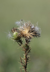 Thistle flower