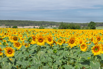 Obraz premium Field of sunflowers