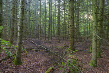 Mystic Spruce Forest