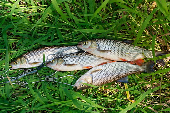 chubs caught lying on the grass