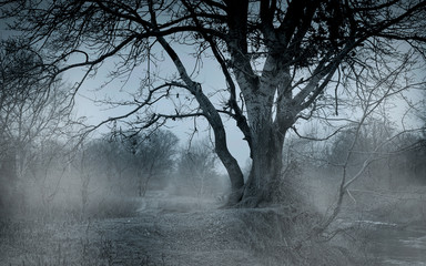 Obraz na płótnie Canvas Poplar in the misty valley early in the morning