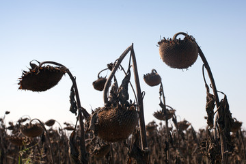 dried sunflowers in a field