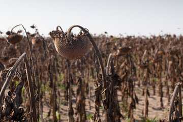 dried sunflower field