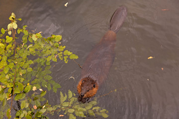 Hungry beaver